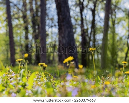 Springtime wild flower field meadow lawn in sunny forest park with dandelions yellow purple green
