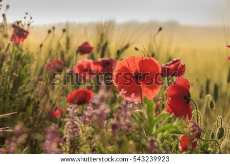 SPRINGTIME.Between Apulia and Basilicata. Backlit poppies in a field with cornfield unripe. Italy. Rural landscape with vernal wildflowers.	