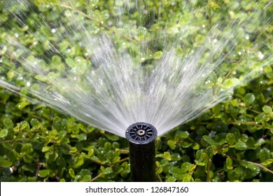 Sprinkler Head Watering The Bush And Grass