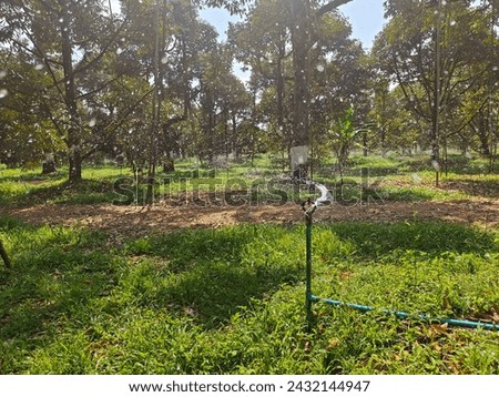 The sprinkler spins quickly to water the grass. Water splashes from the sprinkler head. motion blur, in the durian orchard so that the trees grow and produce leaves and fruit during the summer