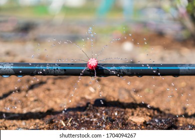 Sprinkler systems, drip irrigation, watering lawns. Drip Irrigation System Close Up. Water saving drip irrigation system being used in a organic onions field