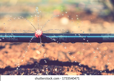 Sprinkler systems, drip irrigation, watering lawns. Drip Irrigation System Close Up. Water saving drip irrigation system being used in a organic onions field. toned