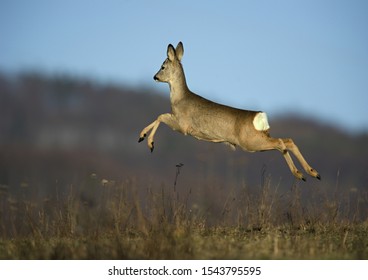 Sprinting roe deer (capreolus capreolus) on a spring meadow