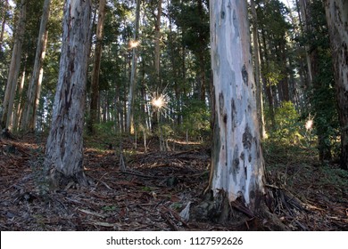 Sprites in the forest