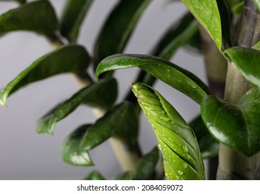 Sprout of Aroid Palm under green leaf of houseplant Zamioculcas Zamiifolia against the background of other blurred green leaves. Concept of new life in nature