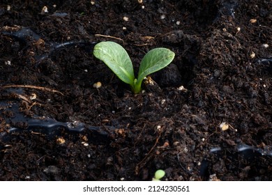 
Sprout Of Artichokes In A Seedbed