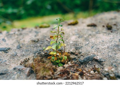 Sprout Breaking Through Concrete, Green Plant, Nature Against Man