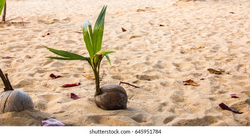 Sprout of coconut tree