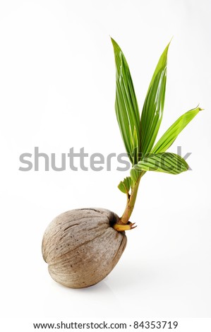 Sprout of coconut tree