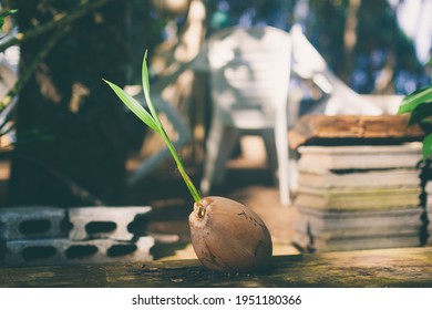 Sprout Of Coconut Tree Environmentally Friendly Planet. New Life, Think Green, Ecology Concept. Vegan And Healthy Eating. Scenic Photo With Blurred Bokeh. Copy Space