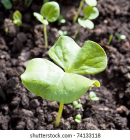 Sprout Of The Cotton Plant