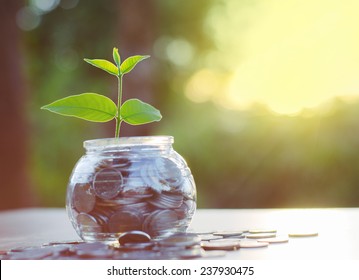 Sprout growing on glass piggy bank with sunset light in saving money concept