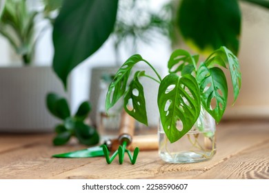 Sprout homeplant monstera monkey in glass jar. Preparation for transplanting a houseplant using water, shovel, rake and flowerpot. Concept of home gardening. - Shutterstock ID 2258590607