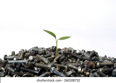 Sprout Makes The Way Through A Pile Of Nuts And Bolts