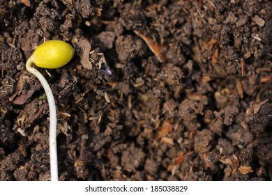 Sprout On Composted Earth