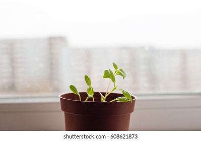 Sprout on the window