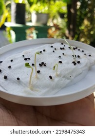 Sprout Of Plant In White Plastic Plate. It Is Using Cotton For The Based.