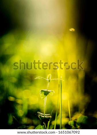 Similar – Image, Stock Photo Meadow in the morning light