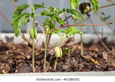 Sprout of tamarind