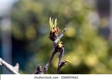 Sprout of tree