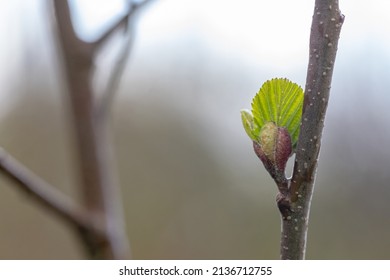 Sprout Of White Alder On A Blurred Green Gray Background	