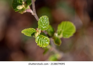 Sprout Of White Alder On A Blurred Green Gray Background	