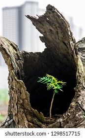 The Sprout Of A Young Green Tree In An Empty Old Stump On The Ba