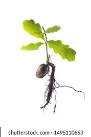 Sprout A Young Oak Tree On White Background. Acorn With Roots And Leaves. Oak Seedling With Roots On An Isolated White Background. High Resolution