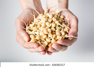 Sprouted Chickpeas In Woman Hands