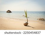 Sprouted coconut on the beach in Thailand