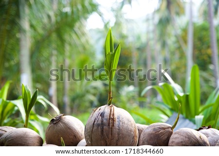 sprouted coconut on a coconut farm