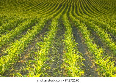 Sprouted Corn Field Stock Photo 94272190 | Shutterstock