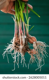 Ajo germinado en la mano de una mujer sobre un fondo verde. Cultivar brotes de ajo. Germinación de dientes de ajo.