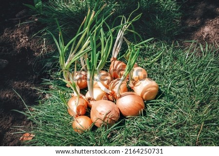 Similar – Image, Stock Photo Harvest-ready onions in sunlit Castilla La Mancha field