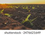 Sprouted green young sunflower on organic soil in a sunset. Plants cultivation. Agriculture..