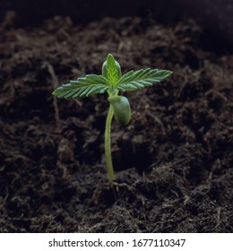 Sprouted Hemp Seed Sprout Stock Photo 1677110347 | Shutterstock