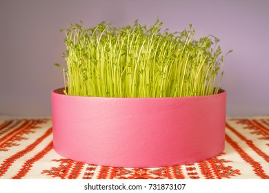 Sprouted Lentils, Symbol Of The New Year According To The Iranian Calendar. Young Green.Spring Equinox.Iranian Culture.