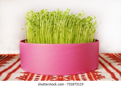 Sprouted Lentils, Symbol Of The New Year According To The Iranian Calendar. Young Green.Iranian Culture.