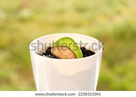 A sprouted mango seed at home on the windowsill in a flower pot.