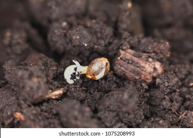 sprouted medical cannabis seeds