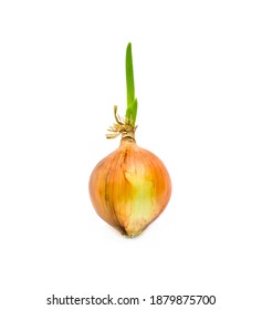 Sprouted onion bulb isolated on white background.