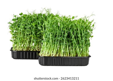 Guisantes germinados aislados sobre un fondo blanco, contorno.