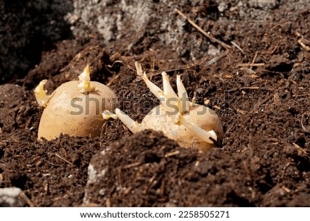 Sprouted potatoes before planting, in a hole with humus and fertilizer, in the soil. Planting potatoes. Planting potato tubers in the soil. Early spring preparation for the gardening season.