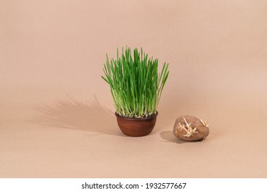 Sprouted Potatoes And Sprouted Grass On A Pastel Background. Voluminous Vegetable Still Life.