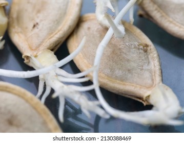 sprouted pumpkin seeds, close-up. Agriculture, planting seeds in spring - Shutterstock ID 2130388469