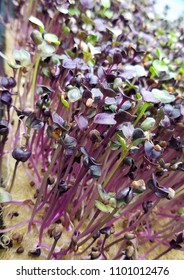 Sprouted Rambo And Arrow Radish On Hemp Media