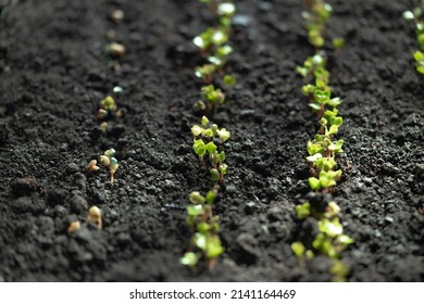 Sprouted seedlings of sown radish in a row. Radish microgreens. Germination of microgreens. Germination of seeds at home. Vegan and healthy food concept. Growing sprouts. organic food