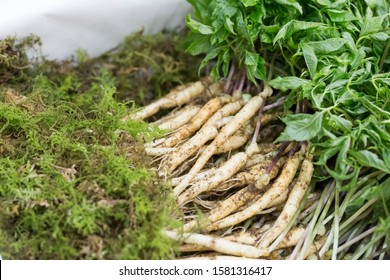 The Sprouted Seeds Of Ginseng (Panax Ginseng)