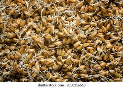 Sprouted Wheat Grain Closeup. Raw Food.