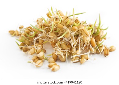 Sprouted wheat on a white background.